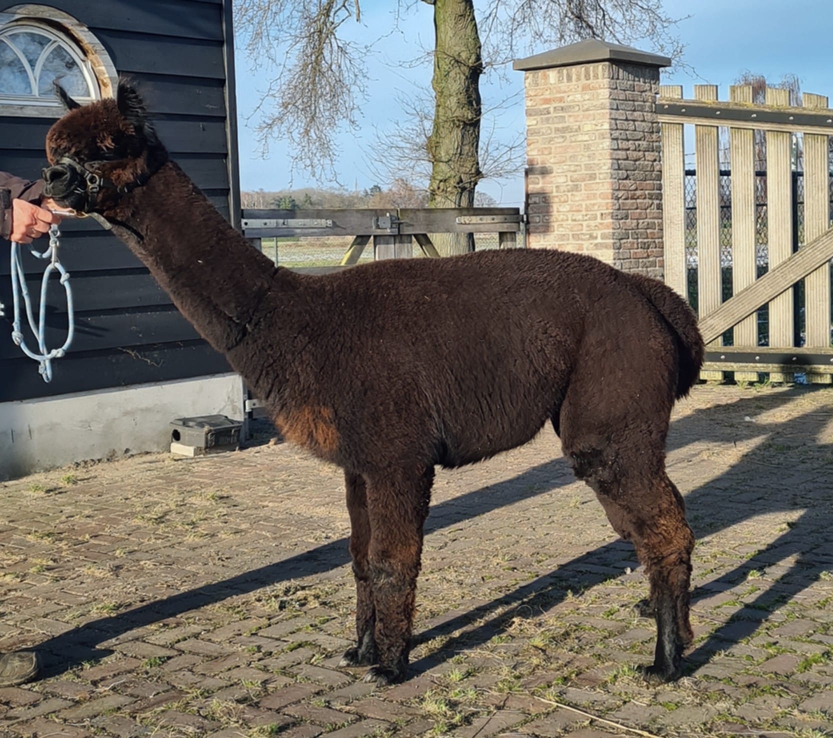 Vekofarm Little Magic