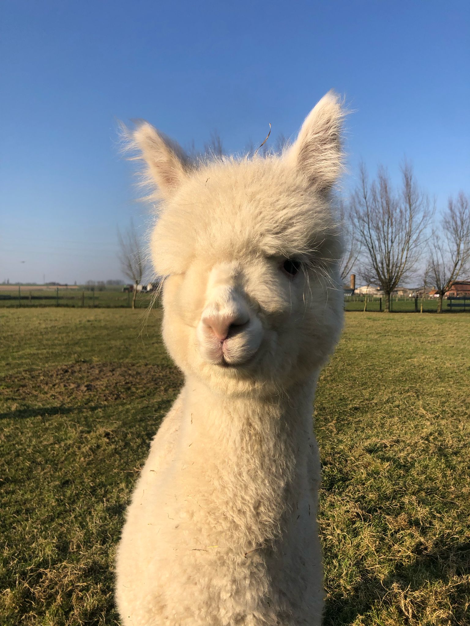 Flanders Northern Light