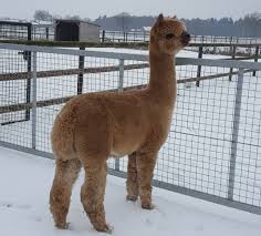 Waratah Flats Firecracker